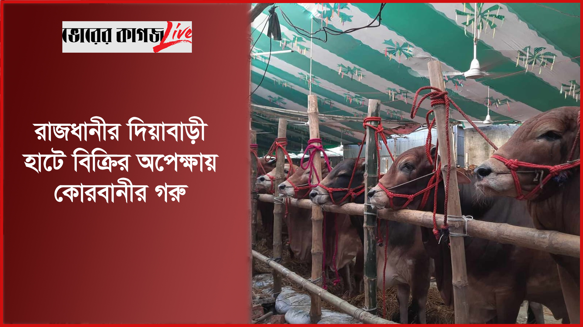 রাজধানীর দিয়াবাড়ী হাটে বিক্রির অপেক্ষায় কোরবানীর গরু