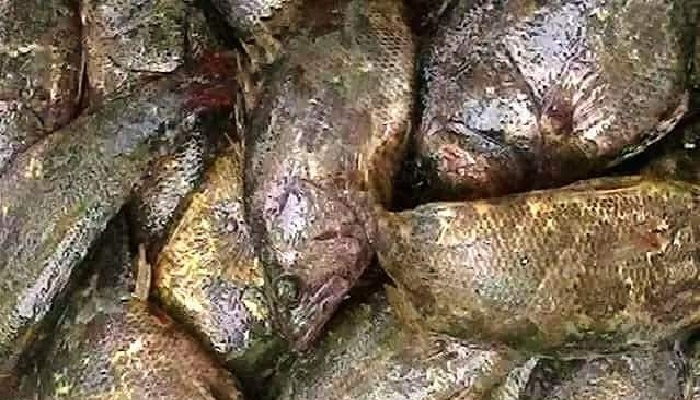 ডুমুরিয়ায় বিলুপ্তির পথে রয়না মাছ
