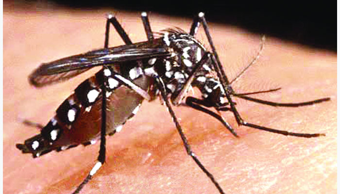 এডিস লার্ভা এবার বেশি, ব্যাপকতা বাড়ার আশঙ্কা