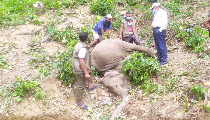 বাঁশখালীতেে এক হাতির শাবকের মৃত্যু