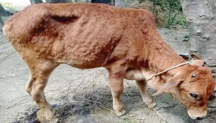 ভয়াবহ ভাবে ছড়িয়ে পড়ছে গরুর লাম্পি স্কিন রোগ