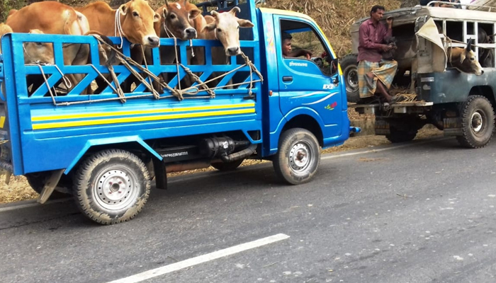 লামায় তরুণরা রাতারাতি কোটিপতি হওয়ার নেশায় চোরাচালানীতে!