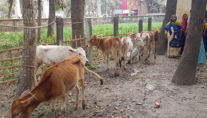 ডিমলায় অনুদানের ৫০টি গবাদিপশুর মৃত্যু