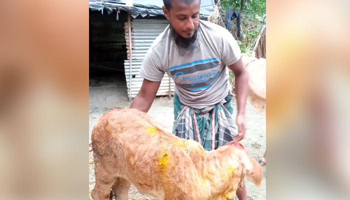 ফুলপুরে লাম্পি রোগে শত শত গরুর মৃত্যু, আক্রান্ত সহস্রাধিক