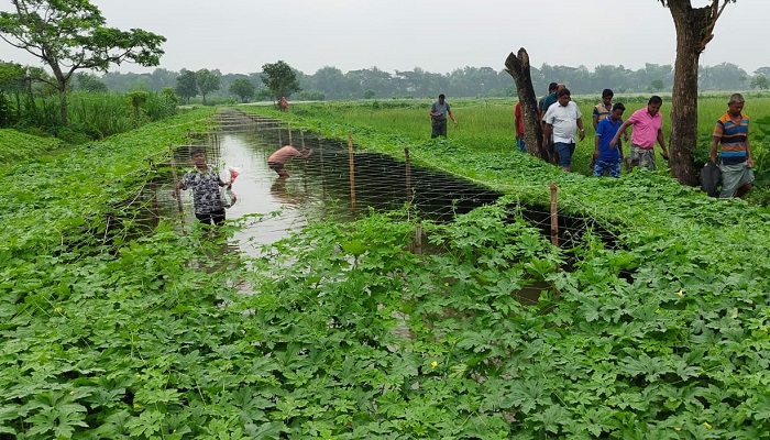 ছোট‌ করলা চাষে বাম্পার ফলন, কৃষকের মুখে হাসি
