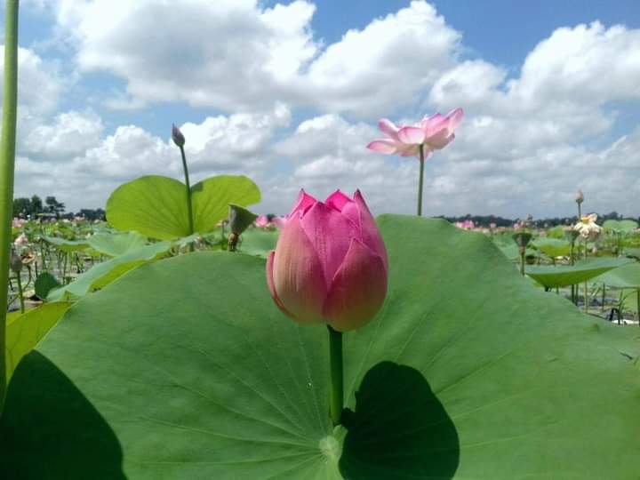 ঘাগুটিয়ার বিল জুড়ে নয়নাভিরাম পদ্ম ফুলের হাসি