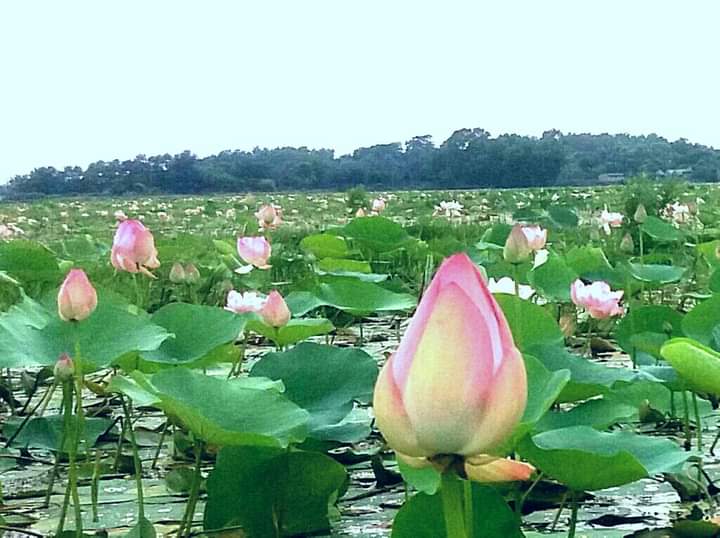 ঘাগুটিয়ার বিল জুড়ে নয়নাভিরাম পদ্ম ফুলের হাসি