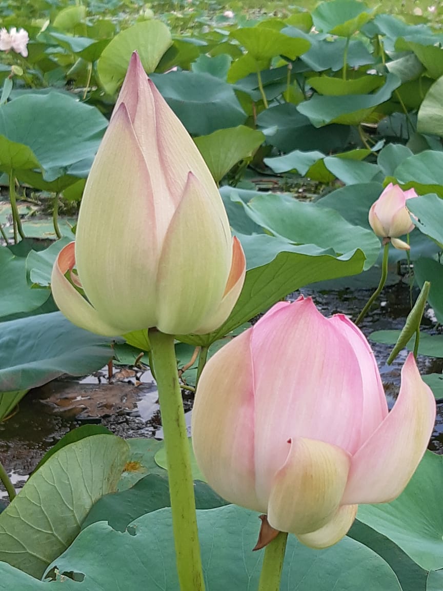 ঘাগুটিয়ার বিল জুড়ে নয়নাভিরাম পদ্ম ফুলের হাসি