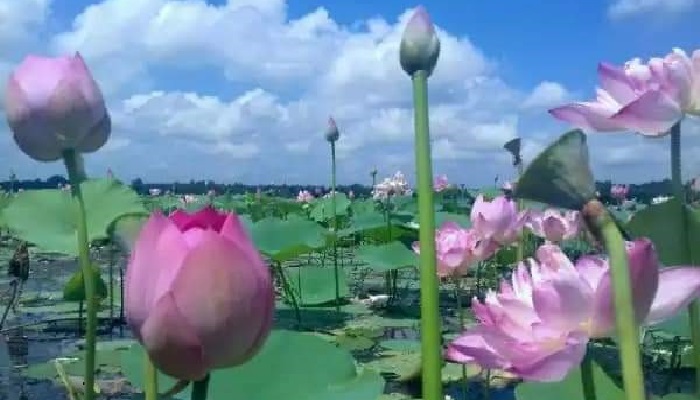 ঘাগুটিয়ার বিল জুড়ে নয়নাভিরাম পদ্ম ফুলের হাসি
