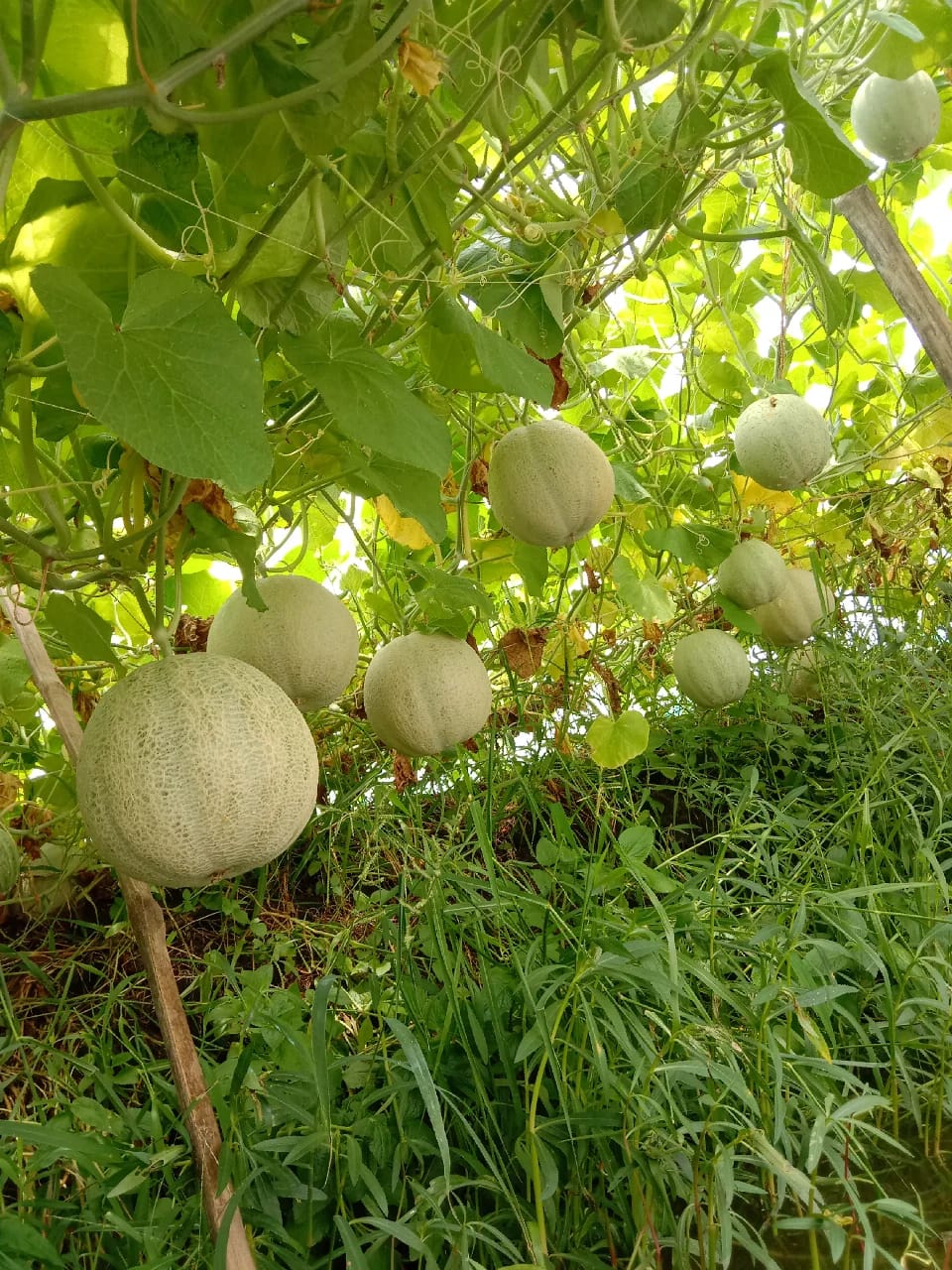 সৌদি আরবের ‘সাম্মাম’ ফল ডুমুরিয়ায় বাণিজ্যিকভাবে চাষ