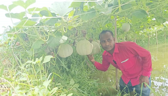 সৌদি আরবের ‘সাম্মাম’ ফল ডুমুরিয়ায় বাণিজ্যিকভাবে চাষ