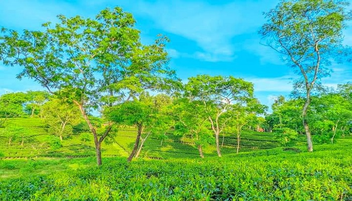 রামগড় চা বাগানে বজ্রপাতে আহত ৬ শ্রমিক