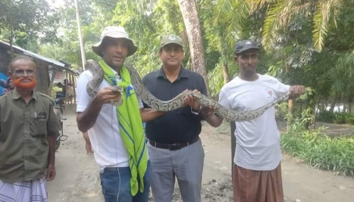 পাথরঘাটায় ১৩ ফুট লম্বা অজগর উদ্ধার