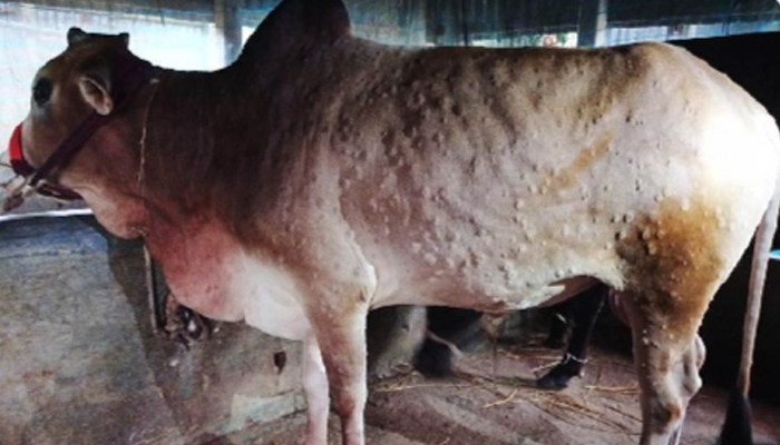 লাম্পি স্কিন: তাড়াশে শতাধিক গরুর মৃত্যু