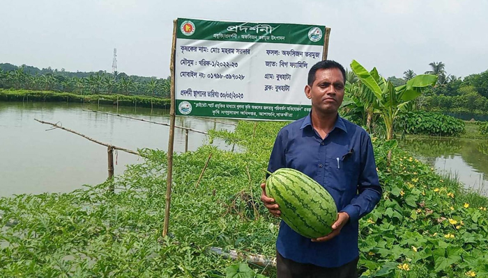 মাছের ঘেরের আইলে অফসিজনে তরমুজ চাষে সাফল্য