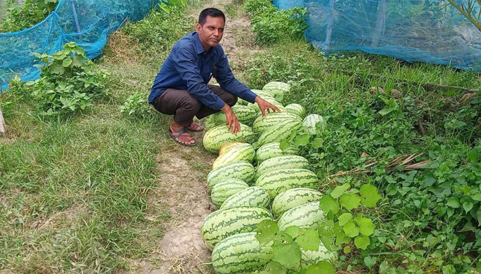 মাছের ঘেরের আইলে অফসিজনে তরমুজ চাষে সাফল্য