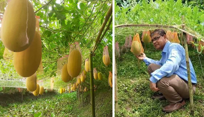 নলছিটিতে অফ সিজন তরমুজ চাষে বাম্পার ফলন