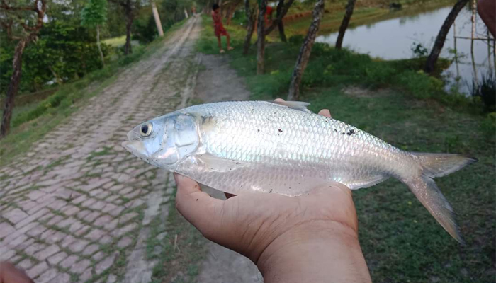 ডুমুরিয়ায় পুকুরে মিলল ২০ ইলিশ