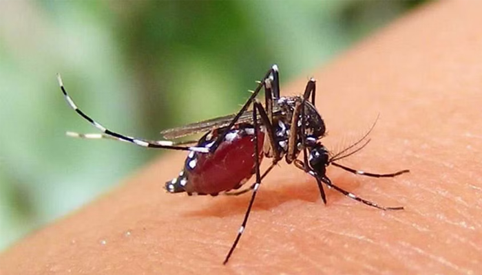 শহর ছাড়িয়ে ডেঙ্গু: গ্রামাঞ্চলে নেই মশকনিধনের কার্যক্রম