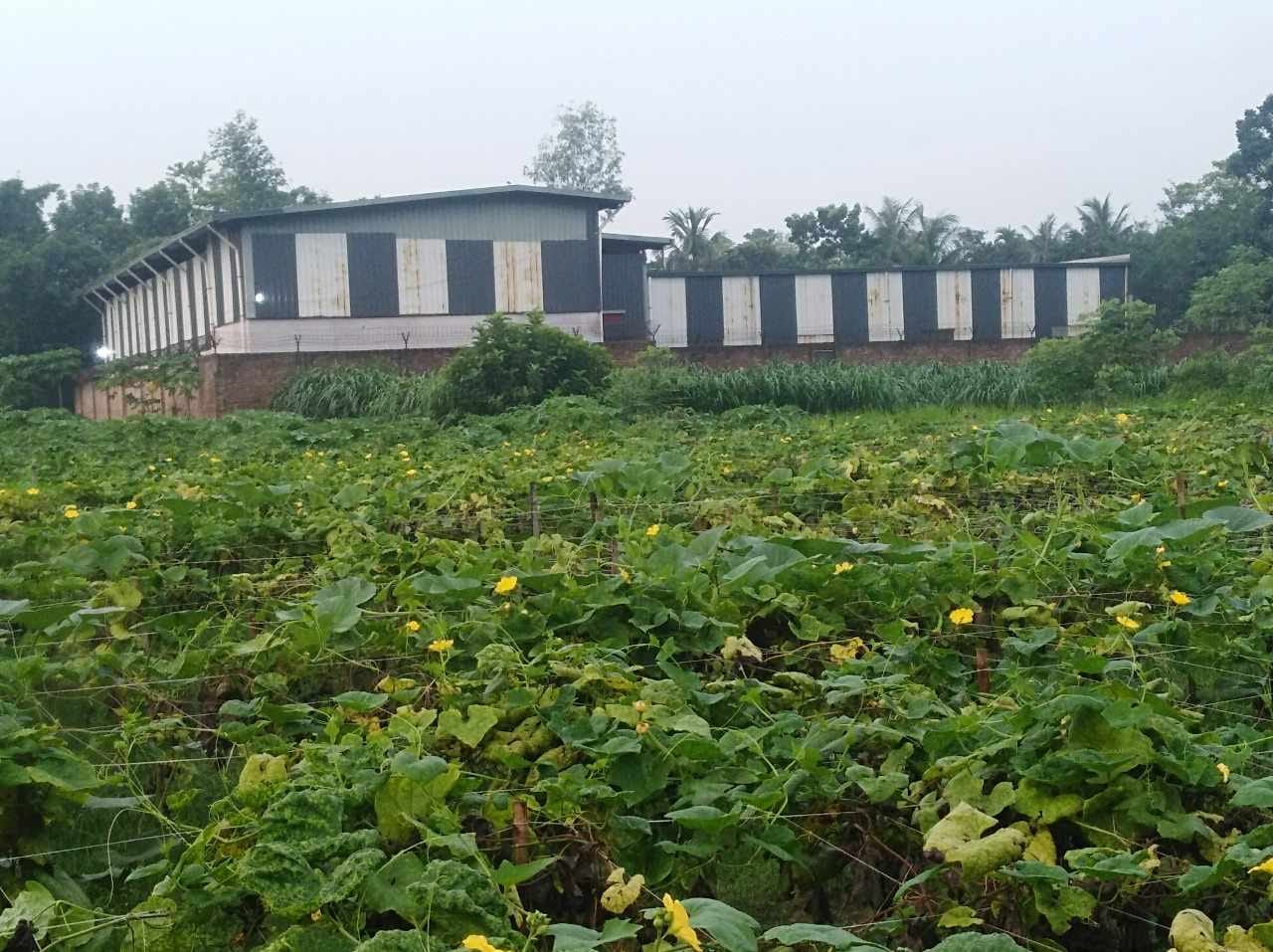 অপরিকল্পিত কলকারখানা-ইটভাটা-বসতবাড়ির জন্য সিংগাইরে কমছে কৃষি জমি