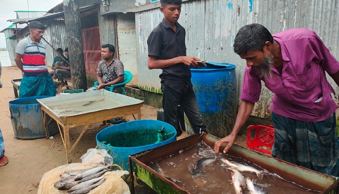 মাছের রাজ্যে মাছের আকাল