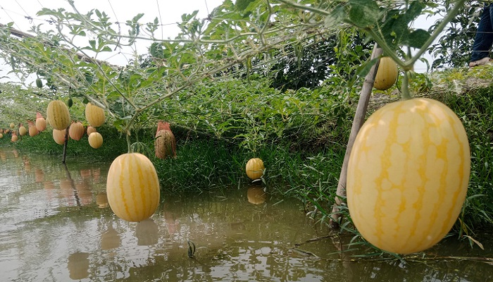 মৎস্য ঘেরের বেড়ি বাঁধে অমৌসুমি তরমুজ চাষে সফলতা