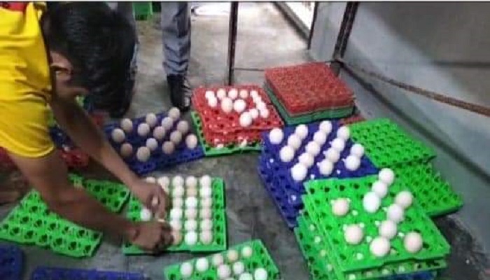 তাড়াশে মিশামো হ্যাচারির ৫০ হাজার টাকা জরিমানা
