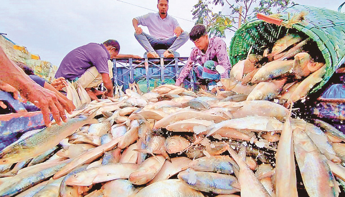 ৩ হাজার ৯৫০ টন ইলিশ যাচ্ছে ভারতে
