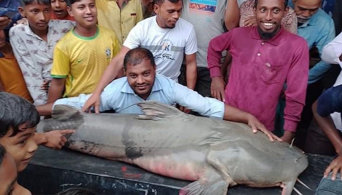 তিস্তায় ভেসে আসছে ডলফিন-বাঘাইর মাছ