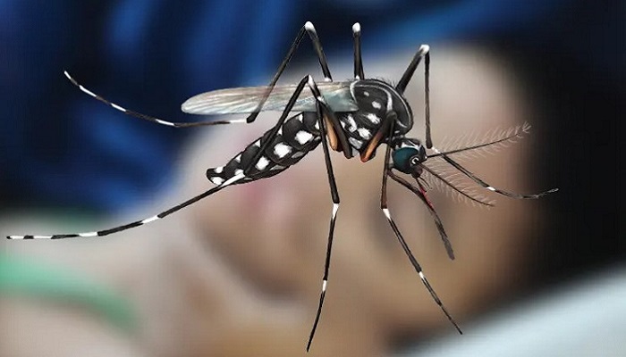 ডেঙ্গুতে আরো ১০ জনের মৃত্যু, হাসপাতালে ১৮০০