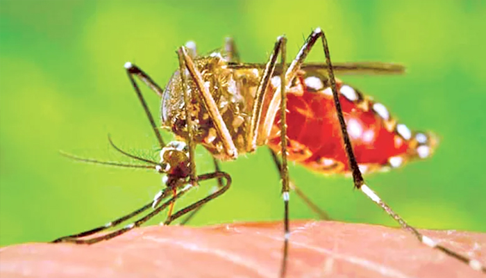 ডেঙ্গুতে আরো ১১ মৃত্যু, হাসপাতালে ২৫৯৬ জন