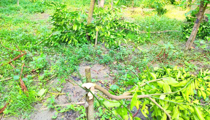 রাঙ্গাবালীতে মাল্টা বাগানের অর্ধশতাধিক গাছ নষ্ট করেছে দুর্বৃত্তরা