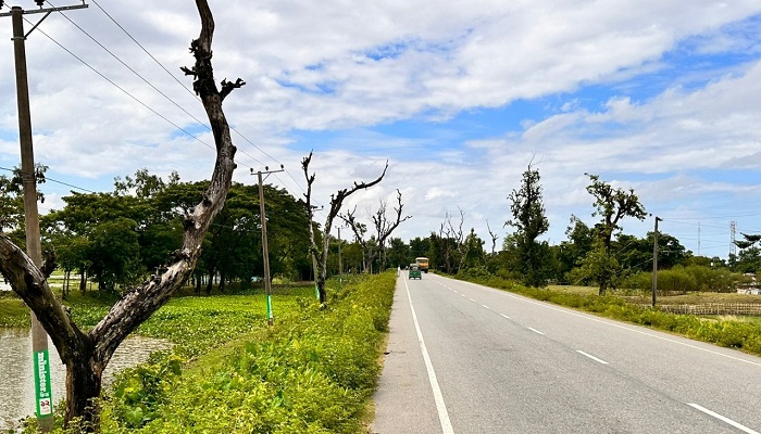 সুনামগঞ্জ সিলেট আঞ্চলিক সড়কের দুপাশে মরা গাছ, দুর্ঘটনার শঙ্কা