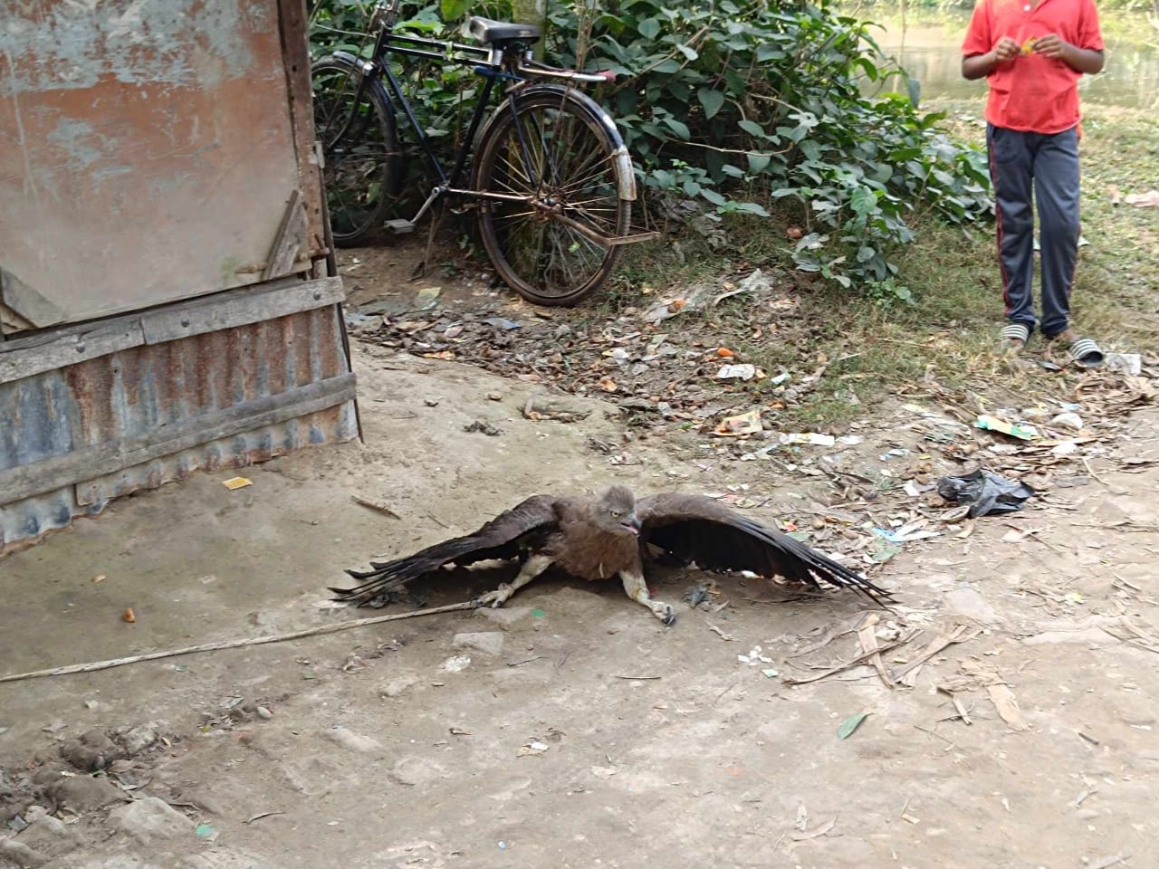লোকালয়ে ধরা পড়লো বিরল প্রজাতির ঈগল