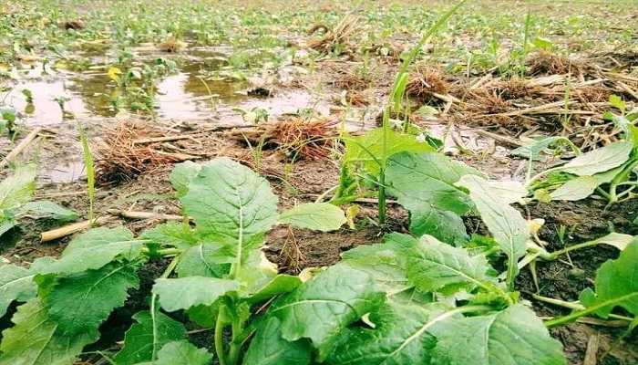 আত্রাইয়ে অসময়ের বৃষ্টিতে রবি শস্যের ব্যাপক ক্ষতি