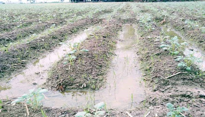 আত্রাইয়ে অসময়ের বৃষ্টিতে রবি শস্যের ব্যাপক ক্ষতি