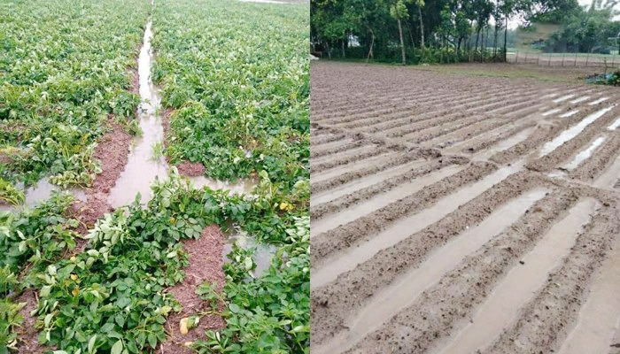 অসময়ের বৃষ্টিতে রবিশস্যের ব্যাপক ক্ষতি, দীর্ঘমেয়াদী প্রভাবের আশঙ্কা