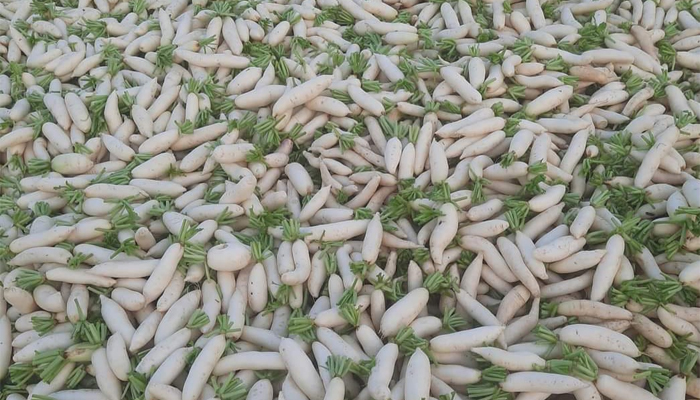 আত্রাইয়ের হাট-বাজারে মূলার কেজি ৩ টাকা