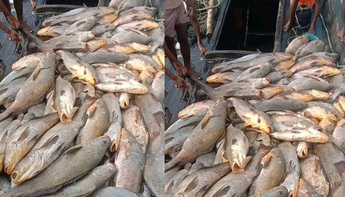সাগরে ধরা পড়ল ১৫৯টি কালো পোপা, দাম ১ কোটি টাকা