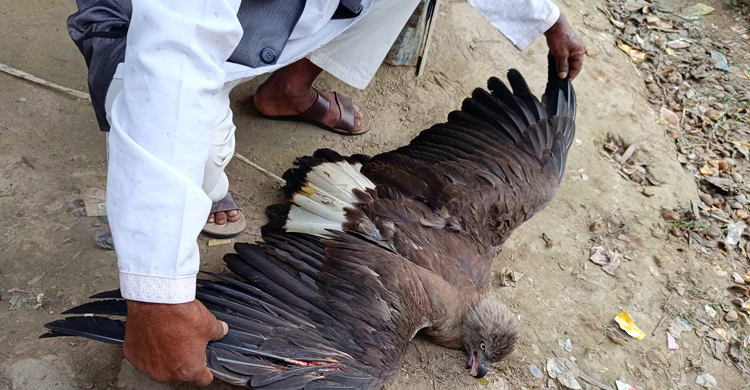 লোকালয়ে ধরা পড়লো বিরল প্রজাতির ঈগল