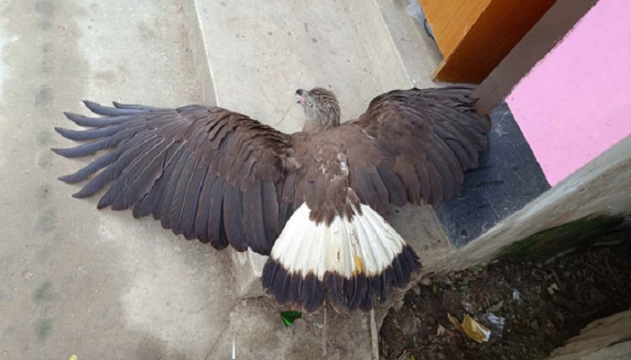 লোকালয়ে ধরা পড়লো বিরল প্রজাতির ঈগল