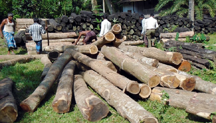 উজাড় হচ্ছে কাপ্তাইয়ের সংরক্ষিত বন