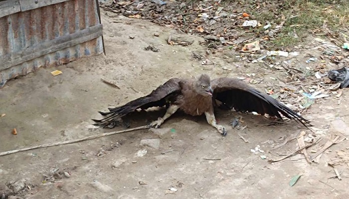 লোকালয়ে ধরা পড়লো বিরল প্রজাতির ঈগল