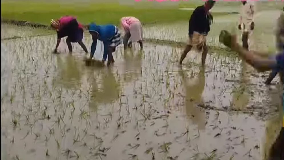 শাল্লায় নৌকার স্লোগান দিয়ে সংখ্যালঘুর বোরো জমিতে মই!