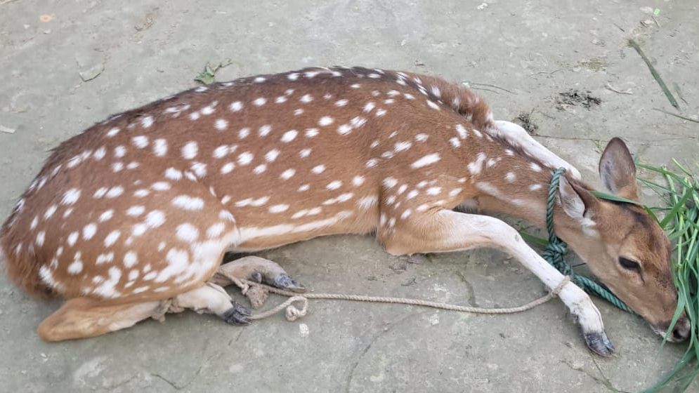 মিরসরাইয়ে লোকালয় থেকে হরিণ উদ্ধার