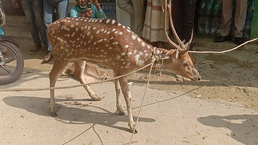 বনের হরিণ বনেই সুন্দর!