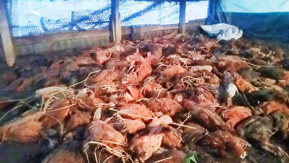 সুবর্ণচরে এক রাতে ১৬শ মুরগির মৃত্যু, দুশ্চিন্তায় খামারিরা 