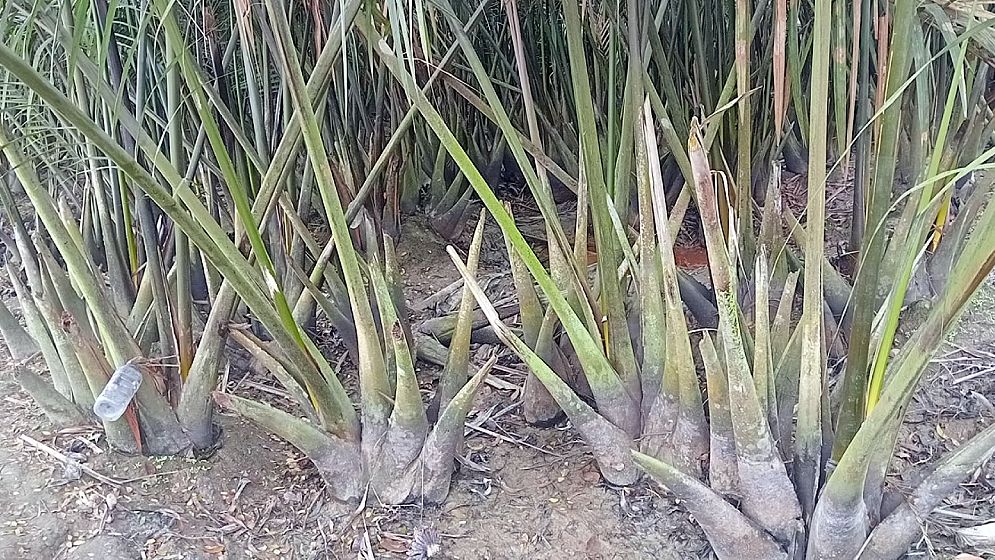 দক্ষিণাঞ্চলের অপার সম্ভাবনা গোলগাছের গুড়