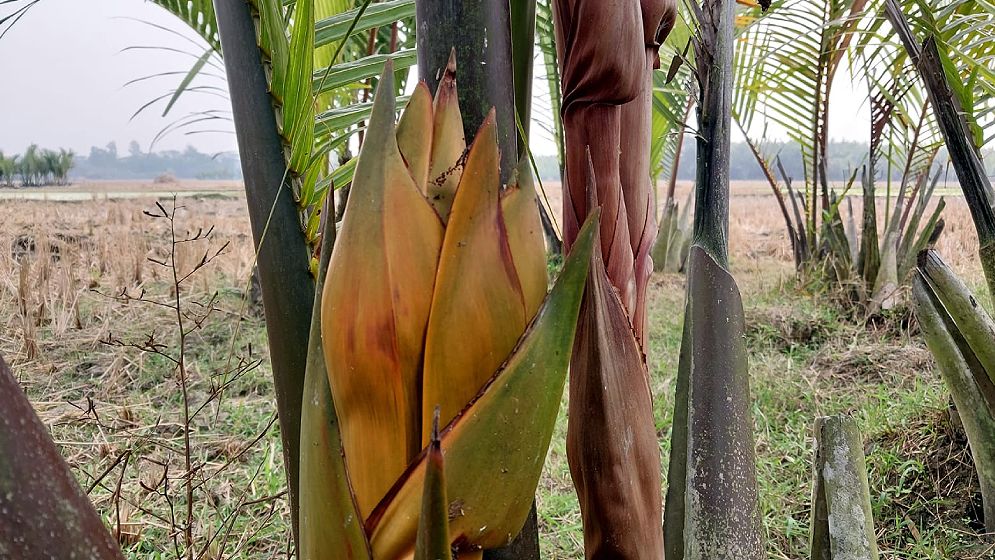 দক্ষিণাঞ্চলের অপার সম্ভাবনা গোলগাছের গুড়