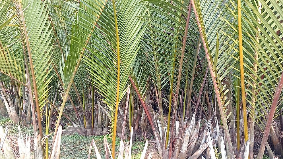দক্ষিণাঞ্চলের অপার সম্ভাবনা গোলগাছের গুড়